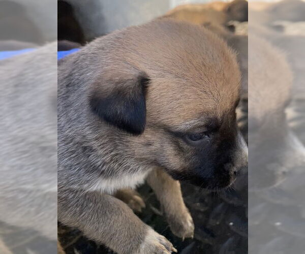 Medium Photo #1 Mutt Puppy For Sale in HESPERIA, CA, USA