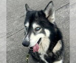 Small Siberian Husky
