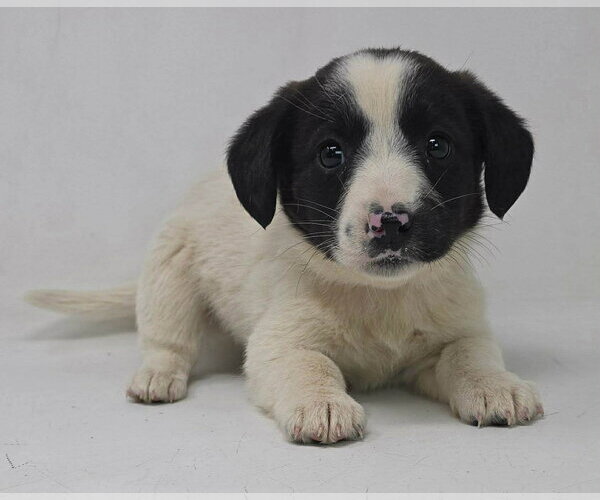 Medium Photo #4 Australian Shepherd-Unknown Mix Puppy For Sale in pomfret, CT, USA