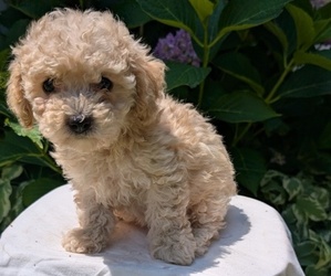 Medium Cavapoo