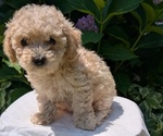 Puppy Piper Cavapoo