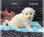 Small #2 Bichon Frise