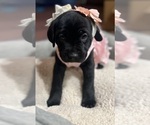 Small #1 Cane Corso