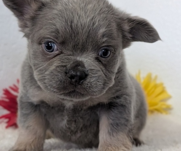 Medium Photo #4 French Bulldog Puppy For Sale in GOSHEN, IN, USA