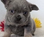 Small #3 French Bulldog