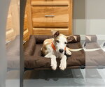 Small #2 Great Dane