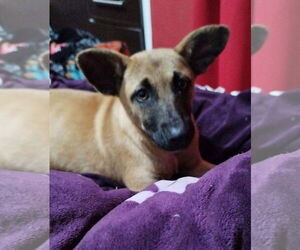 Missy - Female Mutt Dog for Adoption - Photo #18