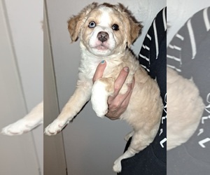 Aussie-Poo Puppy for sale in STAGECOACH, NV, USA