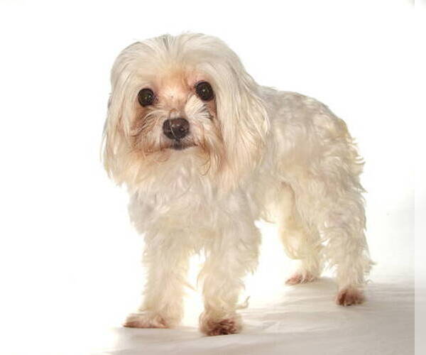 Medium Photo #2 Maltese Puppy For Sale in Oakland Park, FL, USA