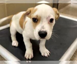 American Pit Bull Terrier-Unknown Mix Dogs for adoption in Pueblo, CO, USA