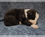 Small Photo #308 Border Collie Puppy For Sale in NORBORNE, MO, USA