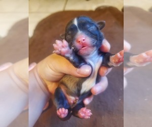 Shih Tzu Puppy for sale in VISALIA, CA, USA
