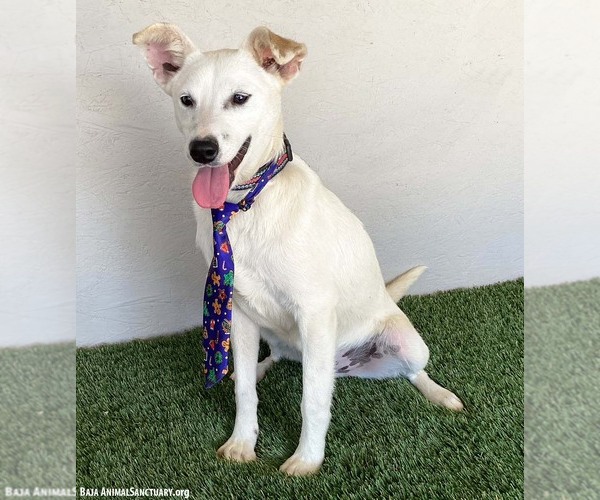 Medium Photo #2 Mutt Puppy For Sale in San Diego, CA, USA