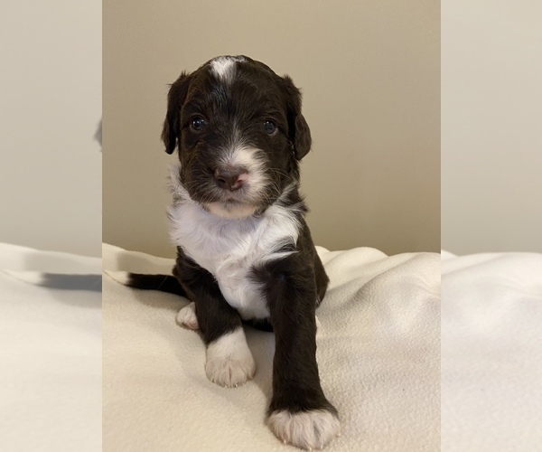 Medium Photo #1 Aussiedoodle Puppy For Sale in VIRGINIA, IL, USA