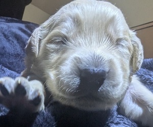 Medium Golden Retriever