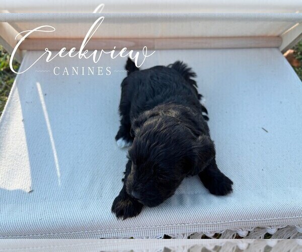 Medium Photo #25 Havapoo Puppy For Sale in NIANGUA, MO, USA