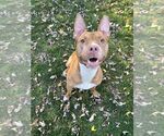 Small #10 American Pit Bull Terrier Mix