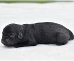 Small #2 Pug