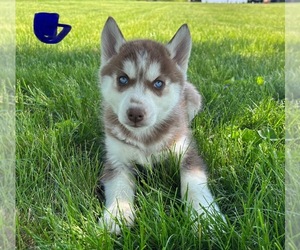 Siberian Husky Puppy for sale in FRANKLIN, IN, USA