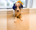 Blue Merle male - Male Miniature Australian Shepherd Puppy for Sale - Photo #2