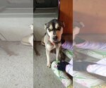 Small #6 Huskies -Labrador Retriever Mix