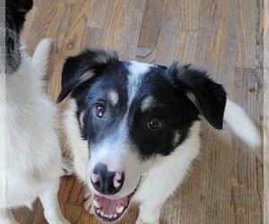 Toby - Male Border Collie Dog for Adoption - Photo #2
