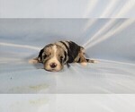 Small #7 Bernedoodle (Miniature)