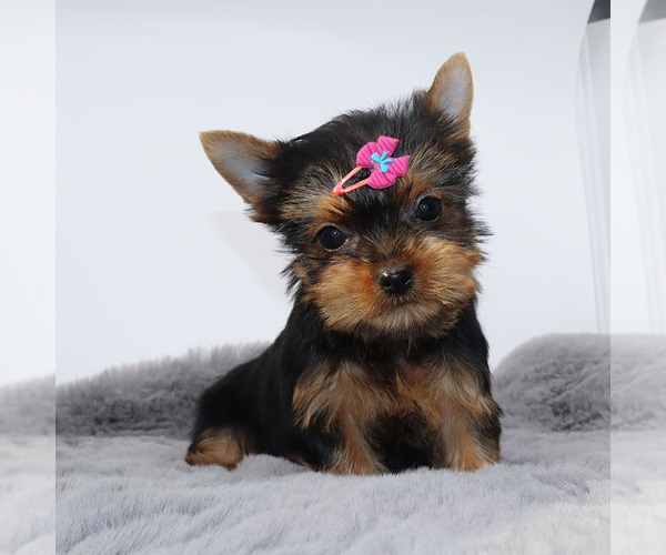 Medium Photo #4 Yorkshire Terrier Puppy For Sale in LOS ANGELES, CA, USA