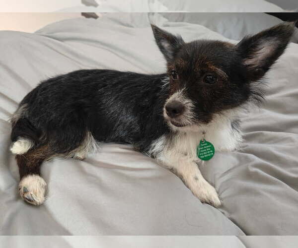 Medium Photo #4 Chihuahua-Unknown Mix Puppy For Sale in Bellevue, WA, USA