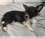 Small #3 Chihuahua Mix