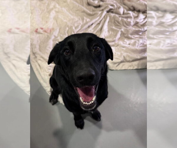 Medium Photo #5 Labrador Retriever-Unknown Mix Puppy For Sale in San Diego, CA, USA