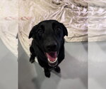 Small #4 Labrador Retriever Mix