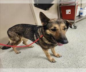 German Shepherd Dog-Unknown Mix Dogs for adoption in Conroe, TX, USA