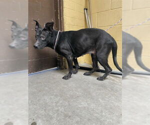 Medium Australian Kelpie