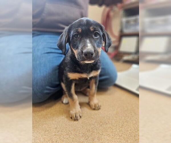 Medium Photo #1 Mutt Puppy For Sale in Frisco, CO, USA