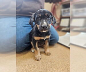 Mutt Dogs for adoption in Frisco, CO, USA