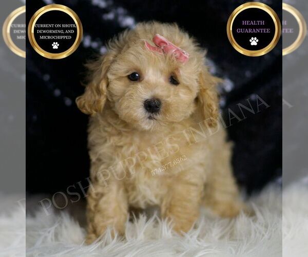 Medium Photo #59 Maltipoo (Miniature) Puppy For Sale in WARSAW, IN, USA
