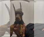 Small #2 Doberman Pinscher