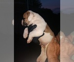 Small Photo #7 American Bulldog Puppy For Sale in MILLS RIVER, NC, USA