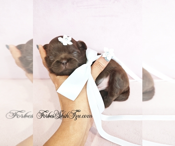 Medium Photo #1 Shih Tzu Puppy For Sale in OCALA, FL, USA