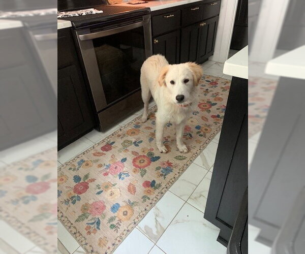Medium Photo #7 Great Pyrenees Puppy For Sale in Spring, TX, USA