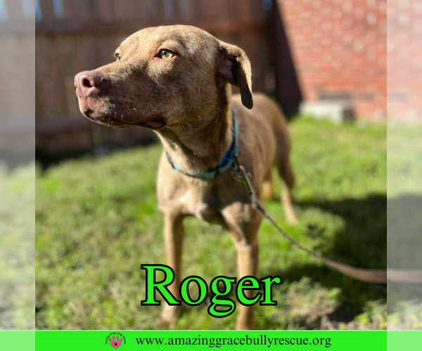 Medium Photo #5 Mutt Puppy For Sale in Pensacola, FL, USA