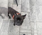 Small #3 French Bulldog