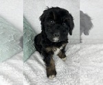 Small #5 F2 Aussiedoodle