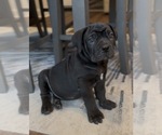 Small #2 Boerboel