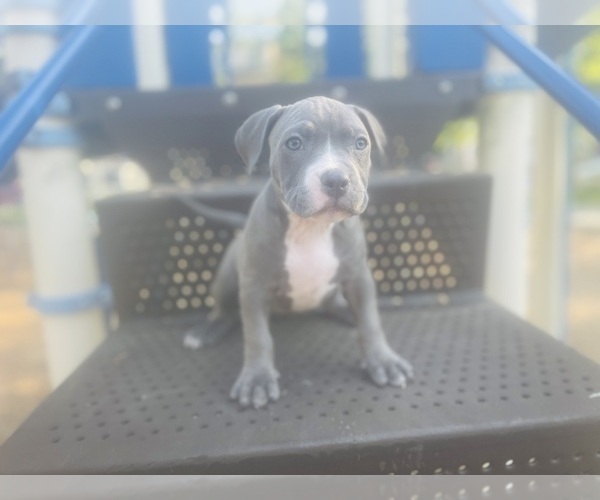 Medium Photo #2 American Pit Bull Terrier Puppy For Sale in TRENTON, NJ, USA