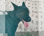 Small Labrador Retriever