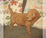 Small Photo #16 Goldendoodle Puppy For Sale in LINCOLN, AL, USA