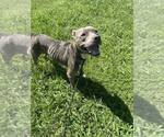 Small #3 Mutt