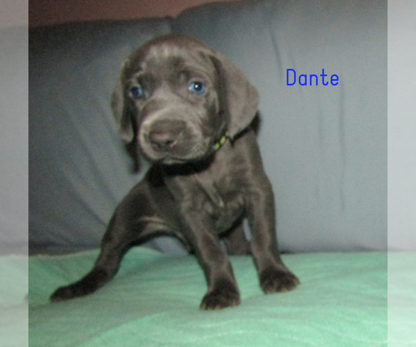 Medium Photo #1 Weimaraner Puppy For Sale in LAS ANIMAS, CO, USA